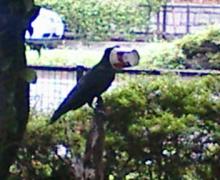 カラス2