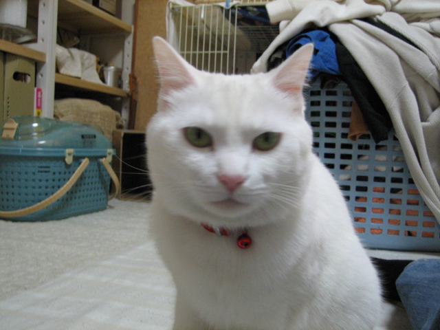 ī�졢�Ĥ��ޤ��ꡣ