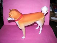 Cannon　柴犬