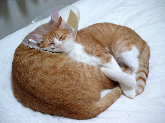 ふぅちゃん＆まめちゃん