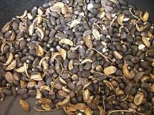 Seed