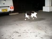 野良猫ブッチーニ