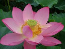 蓮の花