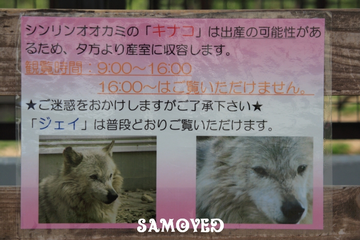 本日のシンリンオオカミ～<b>札幌市円山動物園</b>｜ZOO.jpg