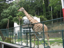 <b>福岡市動物園</b>｜旅 SEASON-blog