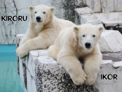 札幌市 円山動物園 <b>ホッキョクグマ</b>の双子｜はい。阿部秀之です！