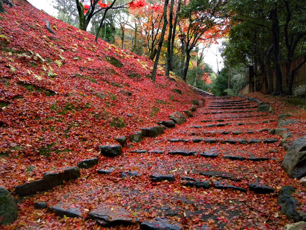 Basic Info: Fall Foliage/ Autumn leaves in Kyoto|西陣に住んでます
