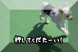 にほんブログ村 犬ブログ 犬 多頭飼いへ