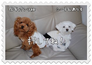 にほんブログ村 犬ブログ 犬 多頭飼いへ