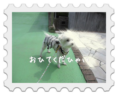 にほんブログ村 犬ブログ 犬 多頭飼いへ
