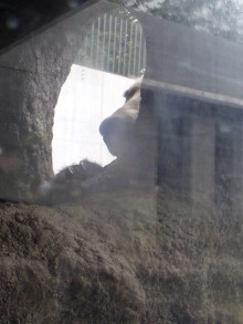<b>円山動物園</b>⑥：エゾヒグマ館～悪い夢を食べるバク｜RIKOのおひとりさま <b>...</b>