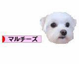 にほんブログ村 犬ブログ マルチーズへ