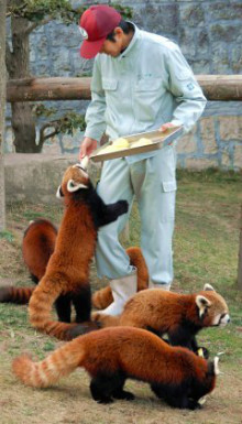 <b>神戸</b>市立<b>王子</b>公園のパンダが死亡・・・中国に50万ドル（約4150万円）の <b>...</b>