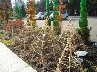 Укрытие для розы своими руками Укрытие для розы своими руками