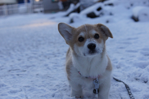 雪が降った