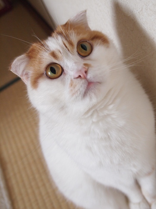 加東和の「そっくり招き猫」「開運招き猫」