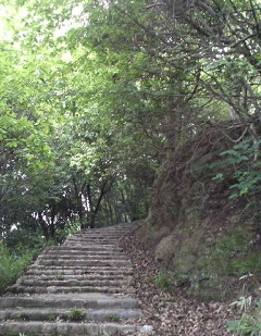 占いのフォレストランプ＊公式ブログ