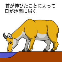 水を飲む草食獣