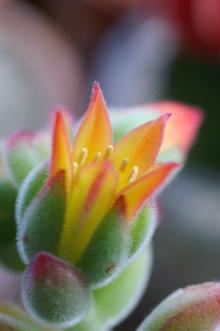 錦晃星の花