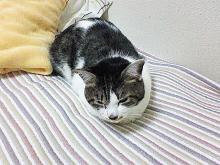 ちまっ