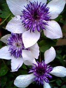 花３