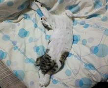 へーんしんっ