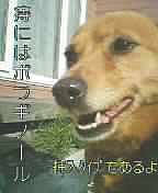 ボラギ○ール