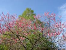 八ヶ岳桜