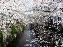 目黒川の桜