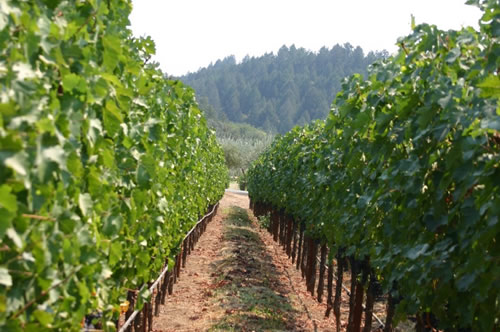 【ワイナリー】　The Napa Valley Reserve （SFO）