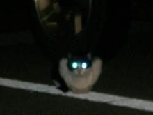 野良猫ブッチーニ