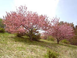桜の森
