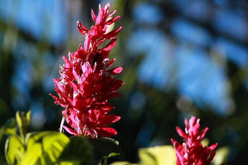 flower_02