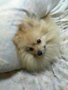 おすまし