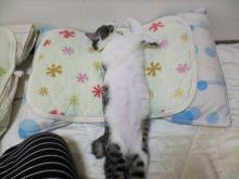 あくびちゅう