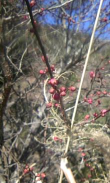 ume