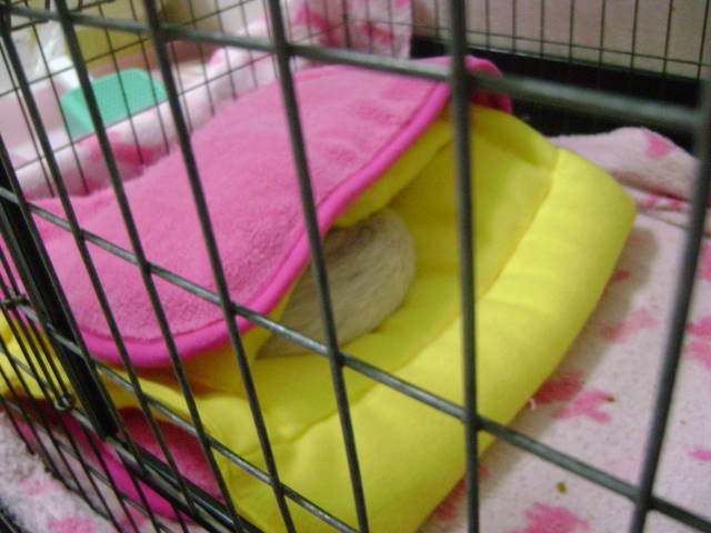 フェレットまーちゃんのおねんね