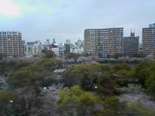 sakuran