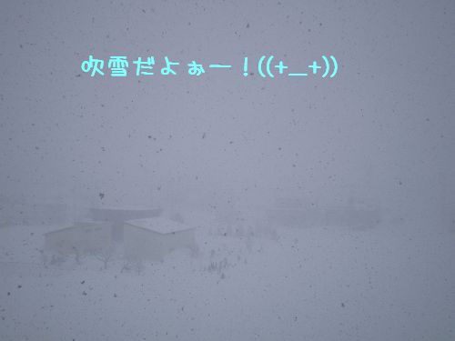 ハッピーとママのポチポチ日記-fubukida