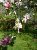 Apple Tree House Garden2