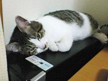 パソコンの上でぐてぇ