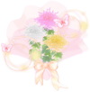 Chrysanthemum120063