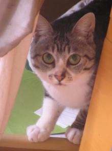 こきんちゃん
