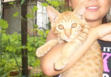 chatora