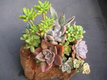 オザキの寄せ植え