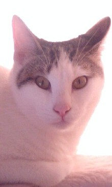 夢の3にゃんず生活-081226_1309~0001.jpg