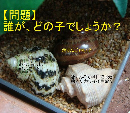 もんだい！