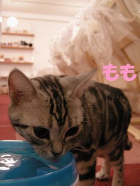 たとえばボクがキミを猫カフェ店員だと見下したとして、それが何か??