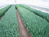 （有）西脇農園ニュース