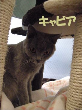 たとえばボクがキミを猫カフェ店員だと見下したとして、それが何か??